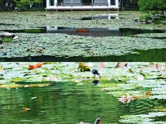 -杭州植物园