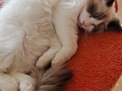 -猫腻·猫咖·撸猫馆(星光大道店)