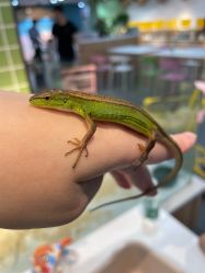 -Moni星球萌宠·小马宝莉·灵蛇·高端高阶全萌宠互动体验俱乐部(红豆国际广场店)