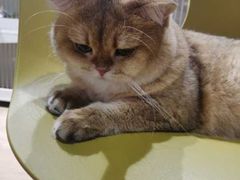 -东方名猫馆·英短金渐层布偶猫舍(环线广场1号楼店)