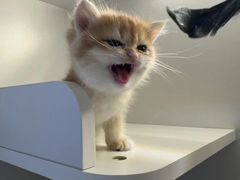 -十月米努特矮脚猫舍