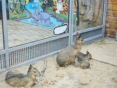 -西霞口神雕山野生动物世界