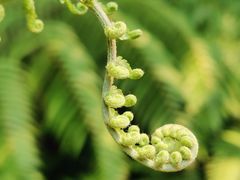 -中国科学院华南植物园