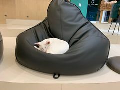 -飞行喵MR PILOT|猫舍·猫咖(静安大融城店)