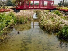 -芒洲湿地公园