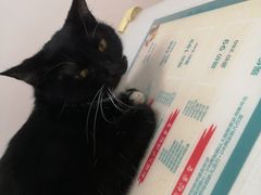 -伟伟宠物医院·瑞派猫友好医院·猫科(光谷店)