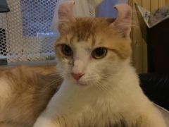-猫色咖啡·猫咖