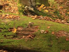-五营红松林海景区