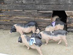 -栾川竹海野生动物园