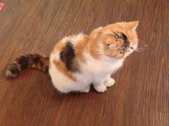 -猫岛主趣味餐厅(鼓浪屿店)
