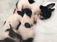 -乐宠宠物店(世纪金源店)