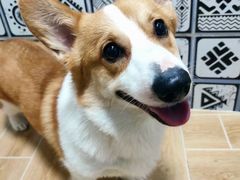 -宠物之家Pets Home 宠物寄养酒店