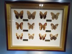 -上海昆虫博物馆