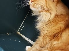 -猫小院猫主题餐厅(南锣旗舰店)