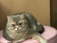 -MOCHA明星猫咖(田子坊店)
