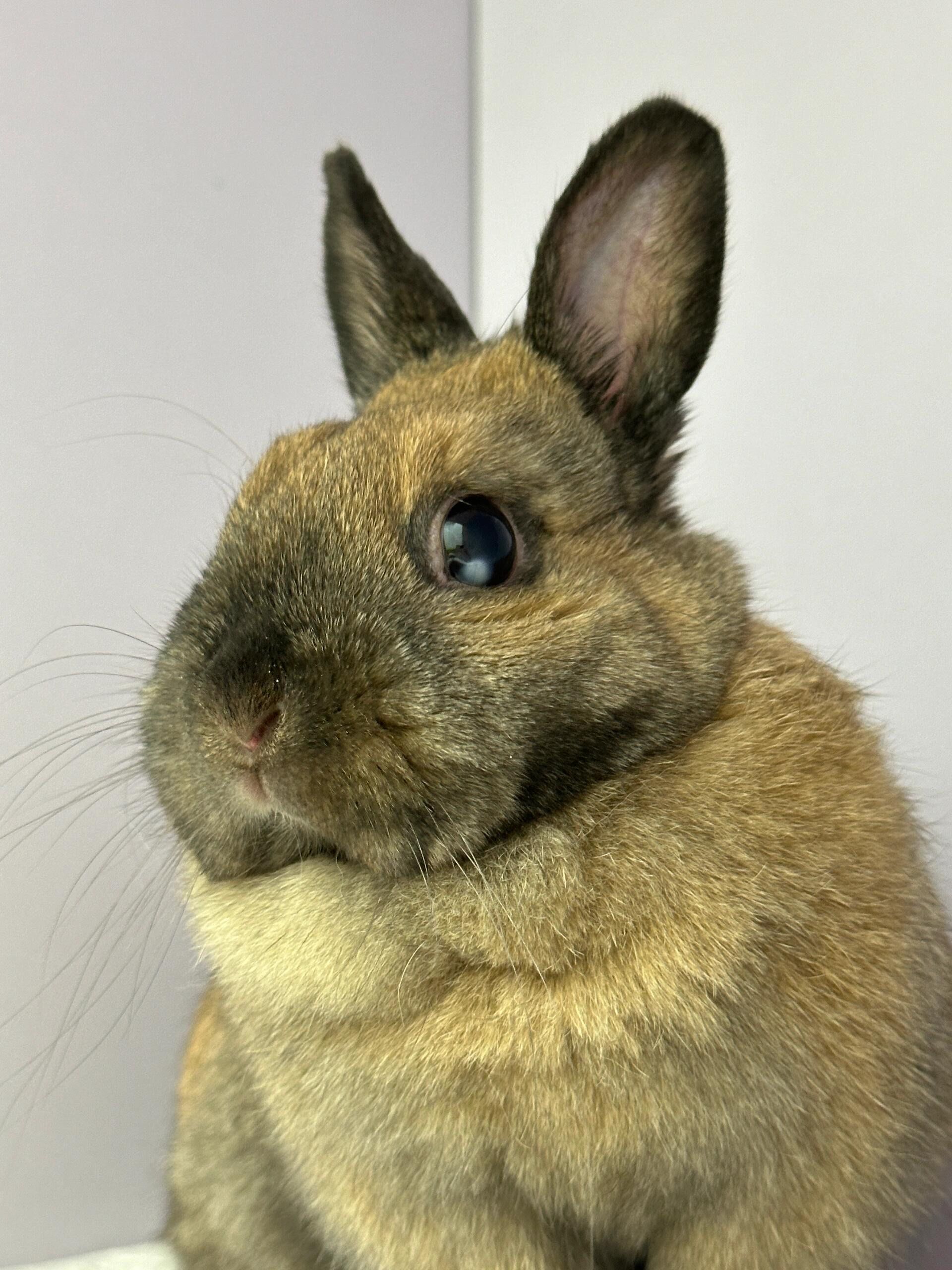 09乖乖小朋友兔生大事顺利完成73|||转眼间香香和乖乖都一岁半了