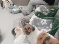 -Cappucimeow猫咪咖啡馆(韦伯时代店)