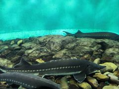 -太平洋海底世界