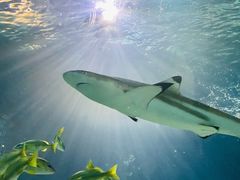 -上海海洋水族馆