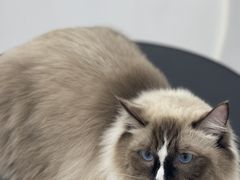 -comecome来吧宠物(奥克斯中心店)