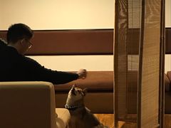 -柴务处·柴犬主题狗咖