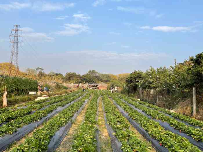古港草莓园-"【位置】琶洲石基村(黄埔古港)总站(有2.