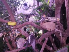 -正佳雨林生态植物园