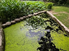 -陈家山荷花公园