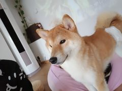 -南京Hallo宠物乐园·哈罗犬舍·柴犬繁育基地