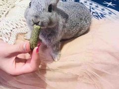 -藦茜花园宠物主题亲子互动体验馆(国顺东路店)