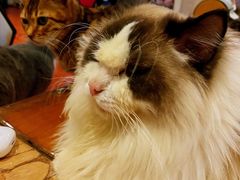 -猫小院猫主题咖啡厅(北锣店)