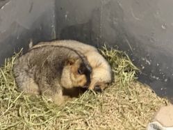 -酷嗒动物文化乐园(cutezoo西溪乐天城店)