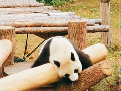 -沈阳森林动物园