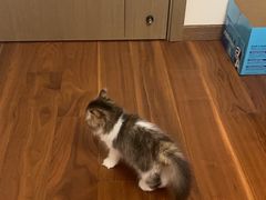 -momokira米努特·德文卷毛猫·棉花面纱犬