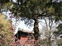 -大觉寺-停车场