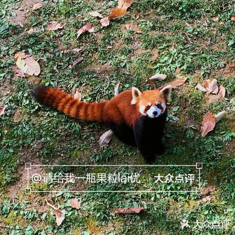 西安周边游|秦岭野生动物园一日游攻略