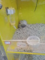 -神奇动物撸宠馆·羊驼·小浣熊·异宠(豫园店)