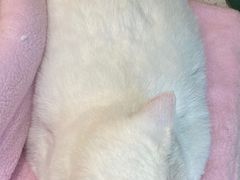 -飞行喵MR PILOT|猫舍·猫咖(静安大融城店)