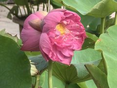 -莲花池公园