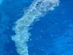 -海合安青岛极地海洋公园
