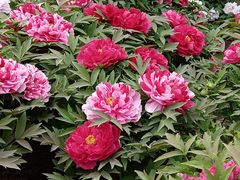 -莲花池公园