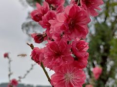 -桃花涧