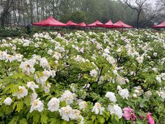 -洛阳市隋唐城遗址植物园