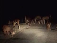 -清迈夜间动物园