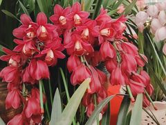 -龙大花卉苗木市场