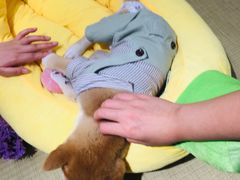 -逗柴咖啡屋·狗咖猫咖宠物桌游