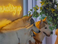 -Husky Go! 哈士奇体验馆·宠物咖啡厅狗咖