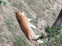 -西霞口神雕山野生动物世界