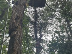 -芦仙山景区-飞越丛林探险乐园