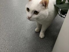 -中农国际动物医院24小时·猫科·骨科·急重症中心